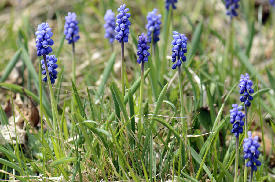 Muscari botryoides, albino